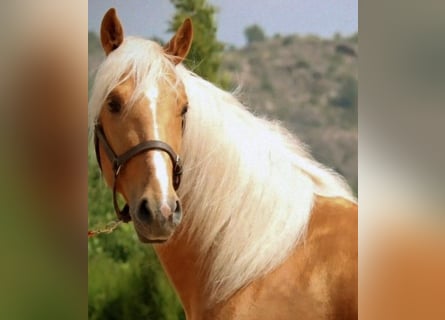Lusitano, Stallion, 3 years, 16 hh, Palomino