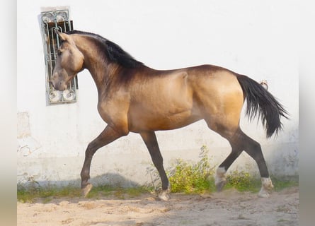 Lusitano, Stallion, 3 years, 17 hh, Dun
