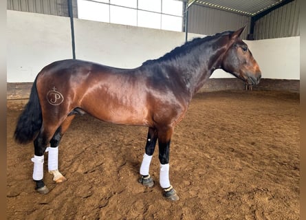 Lusitano Mix, Stallion, 4 years, 15.2 hh, Bay