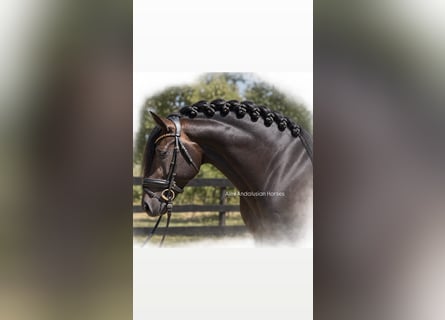 Lusitano, Stallion, 4 years, 15.2 hh, Brown