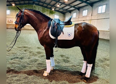 Lusitano, Stallion, 4 years, 15,2 hh, Brown