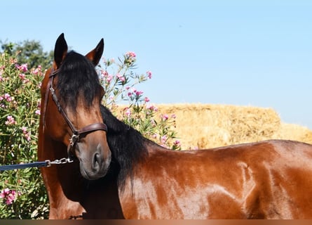 Lusitano, Stallion, 4 years, 15,2 hh, Brown