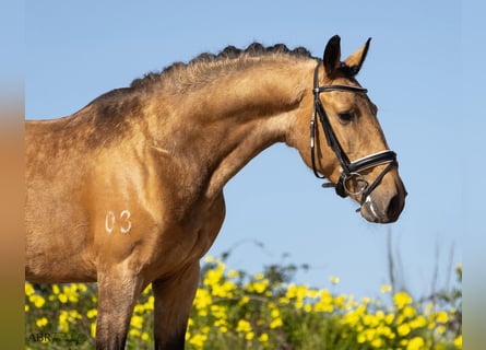 Lusitano, Stallion, 4 years, 15.2 hh, Buckskin