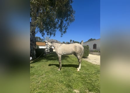 Lusitano, Stallion, 4 years, 15.2 hh