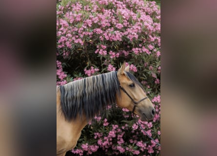 Lusitano, Stallion, 4 years, 15.2 hh, Dun