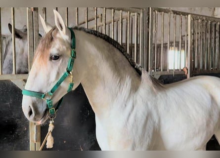 Lusitano, Stallion, 4 years, 15.2 hh, Grey