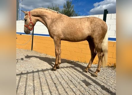 Lusitano, Stallion, 4 years, 15.2 hh, Palomino