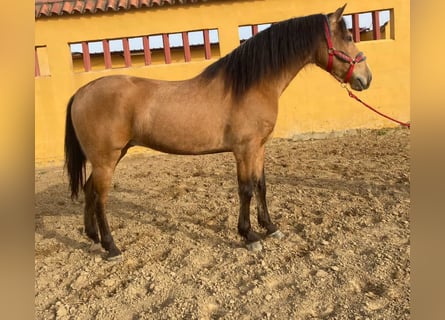 Lusitano Mix, Stallion, 4 years, 15 hh, Dun