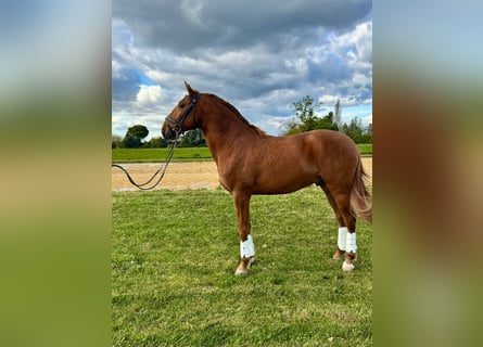Lusitano, Stallion, 4 years, 15,1 hh, Chestnut-Red