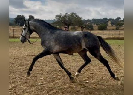 Lusitano Mix, Stallion, 4 years, 15,1 hh, Grey