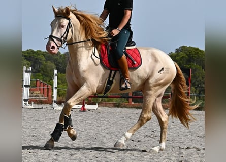Lusitano, Stallion, 4 years, 15,2 hh, Cremello