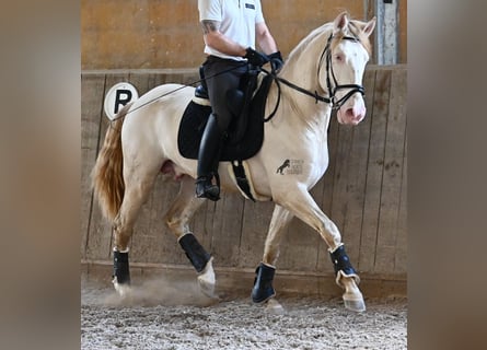 Lusitano, Stallion, 4 years, 15,2 hh, Cremello