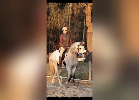 Lusitano, Stallion, 4 years, 15,2 hh, Grey