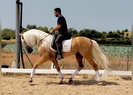 Lusitano, Stallion, 4 years, 15,2 hh, Palomino