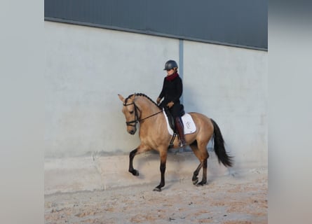 Lusitano, Stallion, 4 years, 16.1 hh, Dun