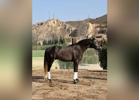 Lusitano, Stallion, 4 years, 16,2 hh, Brown