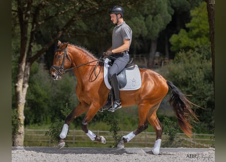 Lusitano, Stallion, 4 years, 16 hh, Brown