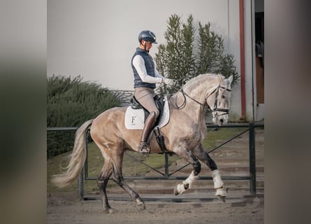Lusitano, Stallion, 4 years, 16 hh