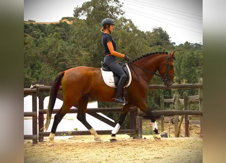 Lusitano, Stallion, 4 years, 16,1 hh, Brown