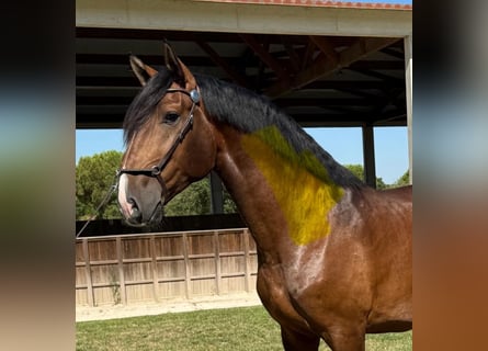 Lusitano, Stallion, 4 years, 16,1 hh, Brown
