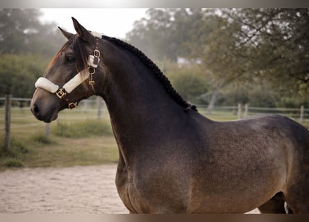 Lusitano, Stallion, 4 years, 16,1 hh, Dun