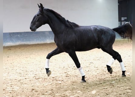 Lusitano, Stallion, 4 years, 16,2 hh, Grey