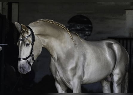 Lusitano Mix, Stallion, 4 years, 16,2 hh, Pearl