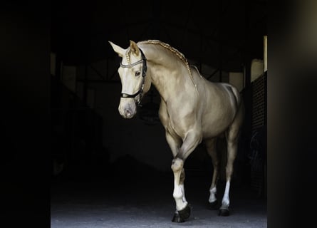 Lusitano Mix, Stallion, 4 years, 16,2 hh, Pearl