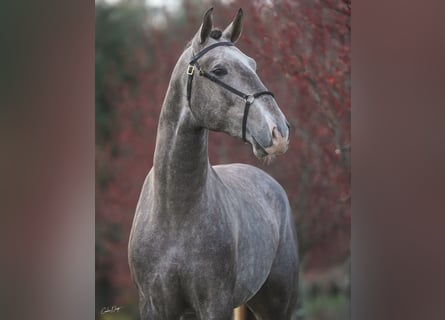 Lusitano, Stallion, 4 years, Gray