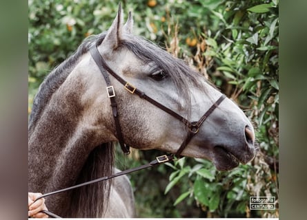 Lusitano, Stallion, 5 years, 15.1 hh, Grey-Dapple