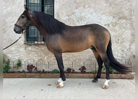 Lusitano, Stallion, 5 years, 15.2 hh, Buckskin