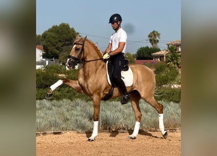 Lusitano, Stallion, 5 years, 15.2 hh, Palomino