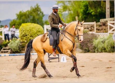 Lusitano, Stallion, 5 years, 15,3 hh, Dun