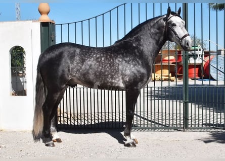 Lusitano, Stallion, 5 years, 16.1 hh, Gray