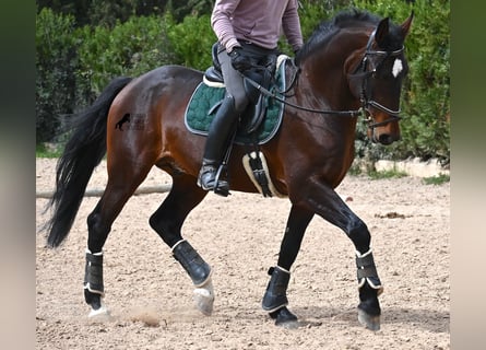 Lusitano, Stallion, 5 years, 16 hh, Brown