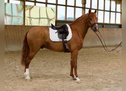 Lusitano, Stallion, 5 years, 16 hh, Chestnut-Red