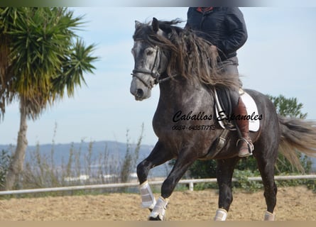 Lusitano, Stallion, 5 years, 16 hh, Gray-Dapple