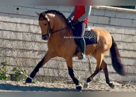 Lusitano, Stallion, 6 years, 15,2 hh, Buckskin