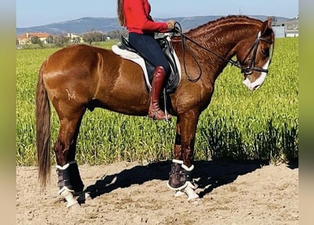 Lusitano, Stallion, 6 years, 15.2 hh, Chestnut-Red