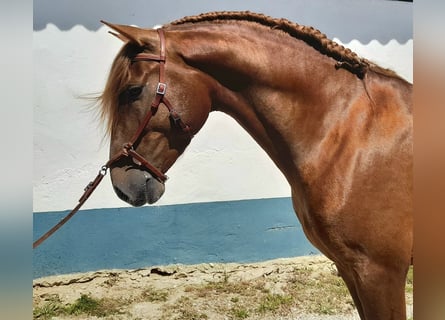 Lusitano, Stallion, 6 years, 15.2 hh, Chestnut-Red