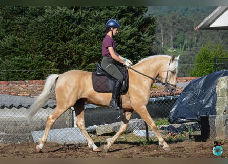 Lusitano, Stallion, 6 years, 15,2 hh, Pearl