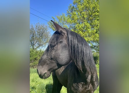 Lusitano, Stallion, 6 years, 15,2 hh, Smoky-Black