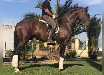 Lusitano, Stallion, 6 years, 16.1 hh, Brown