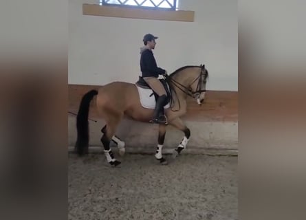 Lusitano, Stallion, 6 years, 16.1 hh, Dun