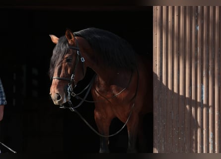 Lusitano, Stallion, 6 years, 16 hh, Brown