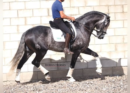 Lusitano, Stallion, 6 years, 16 hh, Grey