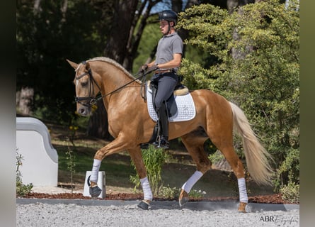 Lusitano, Stallion, 6 years, 17 hh, Palomino