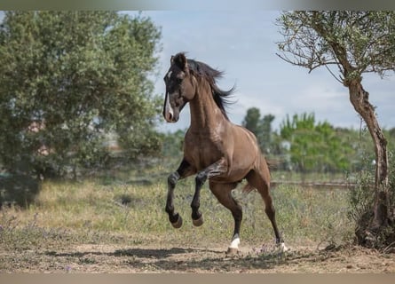Lusitano, Stallion, 7 years, 16.1 hh, Grullo