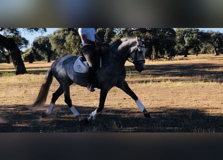 Lusitano, Stallion, 7 years, 16 hh, Gray