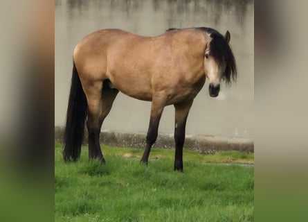 Lusitano, Stallion, 7 years, 17 hh, Buckskin